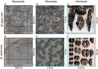 Surfaces of coastal biogenic structures: exploiting advanced digital design and fabrication strategies for the manufacturing of oyster reef and mussel bed surrogates